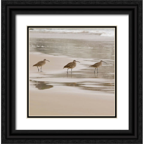 USA CA Pismo Beach Whimbrels Black Ornate Wood Framed Art Print with Double Matting by Drury, Trish