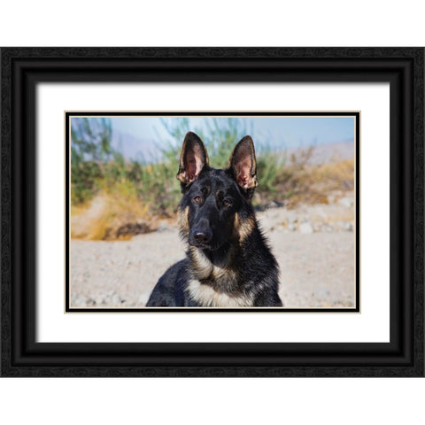 German Shepherd in the Coachella Valley-California Black Ornate Wood Framed Art Print with Double Matting by Muench, Zandria