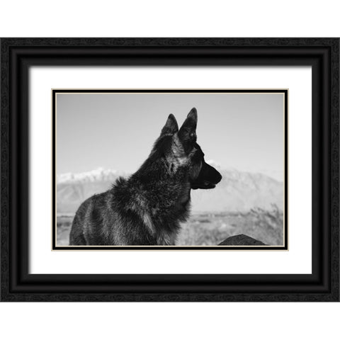 German Shepherd in the Coachella Valley-California Black Ornate Wood Framed Art Print with Double Matting by Muench, Zandria