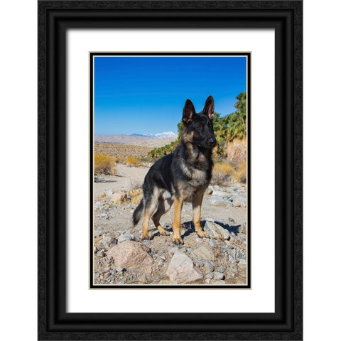 German Shepherd-Coachella Valley-California Black Ornate Wood Framed Art Print with Double Matting by Muench, Zandria