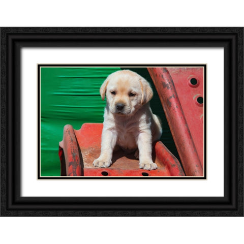 Labrador retriever puppies Black Ornate Wood Framed Art Print with Double Matting by Muench, Zandria