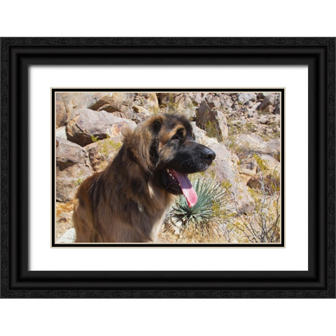 Leonbergers enjoying the high desert Black Ornate Wood Framed Art Print with Double Matting by Muench, Zandria