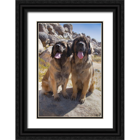 Leonbergers enjoying the high desert Black Ornate Wood Framed Art Print with Double Matting by Muench, Zandria