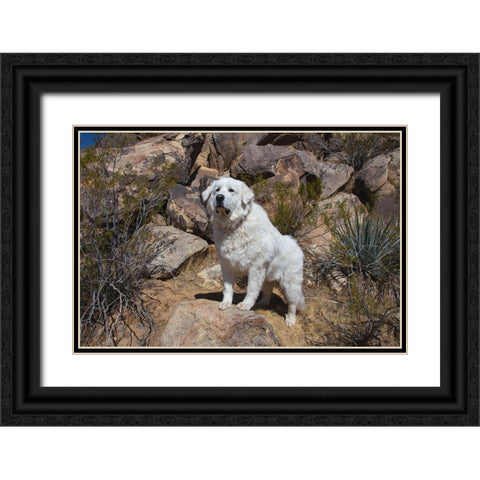 Great Pyrenees engoying the high desert Black Ornate Wood Framed Art Print with Double Matting by Muench, Zandria