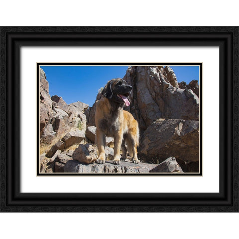Leonberger waiting for the mail Black Ornate Wood Framed Art Print with Double Matting by Muench, Zandria