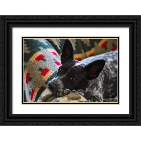 Australian cattle dog Black Ornate Wood Framed Art Print with Double Matting by Muench, Zandria