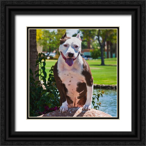 American pitt bull Black Ornate Wood Framed Art Print with Double Matting by Muench, Zandria