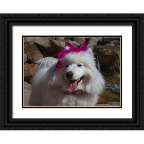 Samoyed in Palm Desert- California Black Ornate Wood Framed Art Print with Double Matting by Muench, Zandria