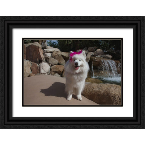 Samoyed in Palm Desert- California Black Ornate Wood Framed Art Print with Double Matting by Muench, Zandria