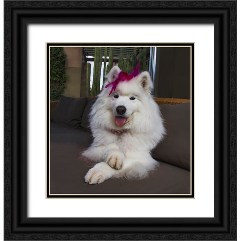 Samoyed in Palm Desert- California Black Ornate Wood Framed Art Print with Double Matting by Muench, Zandria