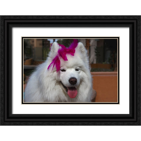 Samoyed in Palm Desert- California Black Ornate Wood Framed Art Print with Double Matting by Muench, Zandria