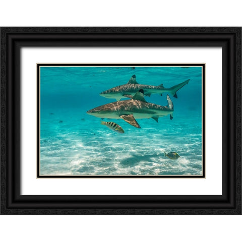 French Polynesia- Moorea. Black-tipped reef sharks. Black Ornate Wood Framed Art Print with Double Matting by Jaynes Gallery