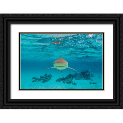 French Polynesia- Moorea. Front view of black-tipped reef shark. Black Ornate Wood Framed Art Print with Double Matting by Jaynes Gallery