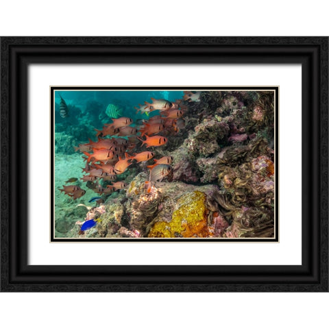 French Polynesia- Moorea. School of soldierfish and coral. Black Ornate Wood Framed Art Print with Double Matting by Jaynes Gallery