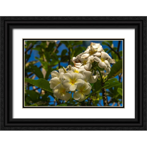 French Polynesia- Tahaa. Close-up of white plumeria blossoms. Black Ornate Wood Framed Art Print with Double Matting by Jaynes Gallery