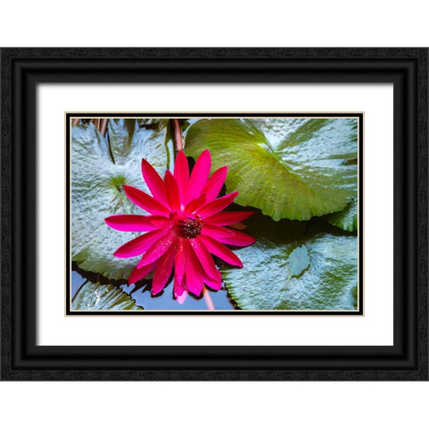 French Polynesia- Moorea. Lotus blossom and pads close-up. Black Ornate Wood Framed Art Print with Double Matting by Jaynes Gallery