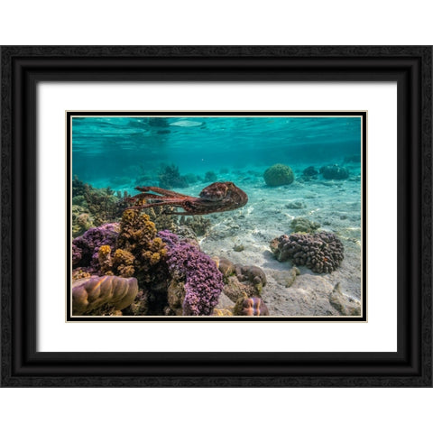 French Polynesia- Tahaa. Close-up of octopus moving. Black Ornate Wood Framed Art Print with Double Matting by Jaynes Gallery