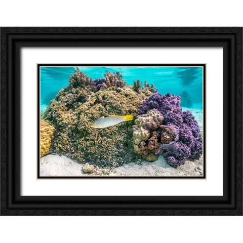 French Polynesia- Tahaa. Coral and reef fish. Black Ornate Wood Framed Art Print with Double Matting by Jaynes Gallery