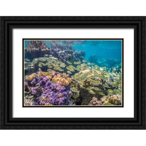 French Polynesia- Bora Bora. School of convict surgeonfish and coral. Black Ornate Wood Framed Art Print with Double Matting by Jaynes Gallery