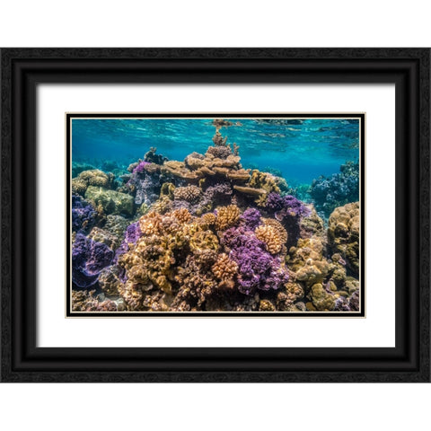 French Polynesia- Bora Bora. Close-up of coral garden. Black Ornate Wood Framed Art Print with Double Matting by Jaynes Gallery