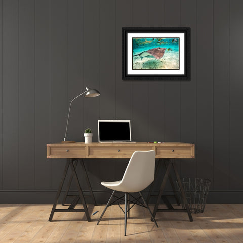 French Polynesia- Bora Bora. Black tip reef sharks and stingray. Black Ornate Wood Framed Art Print with Double Matting by Jaynes Gallery