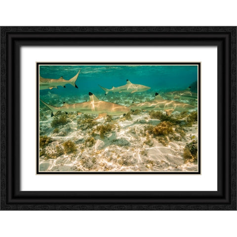 French Polynesia- Bora Bora. Black-tipped reef sharks close-up. Black Ornate Wood Framed Art Print with Double Matting by Jaynes Gallery