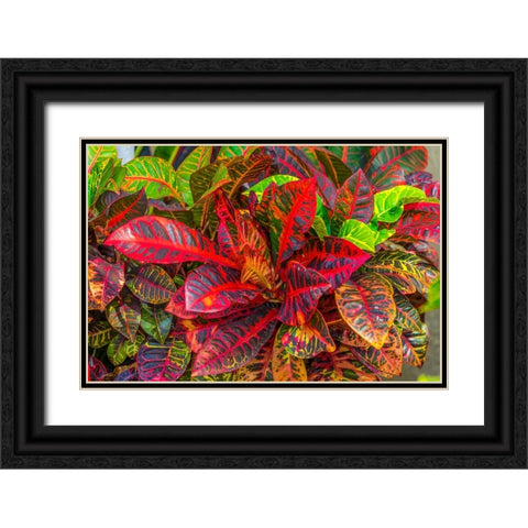 Colorful leaves-Moorea-Tahiti-French Polynesia Black Ornate Wood Framed Art Print with Double Matting by Perry, William