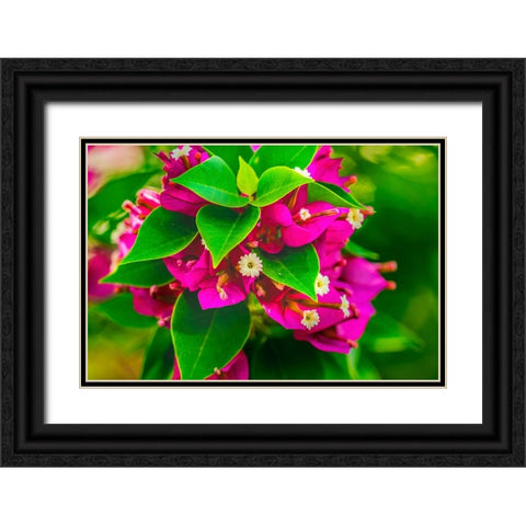 Pink bougainvillea closeup-Moorea-Tahiti-French Polynesia Black Ornate Wood Framed Art Print with Double Matting by Perry, William