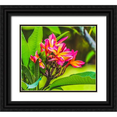 Frangipani Plumeria-Moorea-Tahiti-French Polynesia Black Ornate Wood Framed Art Print with Double Matting by Perry, William