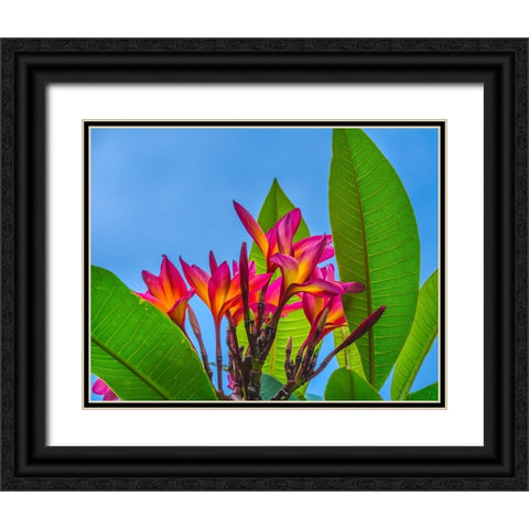 Frangipani Plumeria-Moorea-Tahiti-French Polynesia Black Ornate Wood Framed Art Print with Double Matting by Perry, William