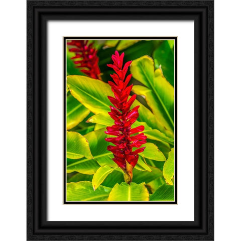 Pinecone ginger-Moorea-Tahiti-French Polynesia-Native to Malaysia Black Ornate Wood Framed Art Print with Double Matting by Perry, William