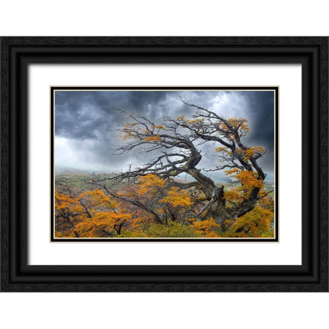Argentina-Patagonia-Fierce winds have shaped these trees Black Ornate Wood Framed Art Print with Double Matting by Jaynes Gallery