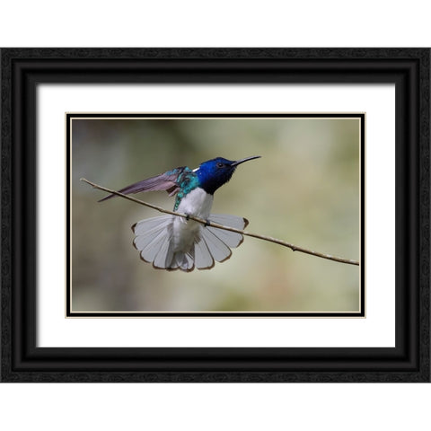 Belize-Central America-White-necked Jacobin-Feeding at Chan Chick Ecolodge Black Ornate Wood Framed Art Print with Double Matting by Norring, Tom