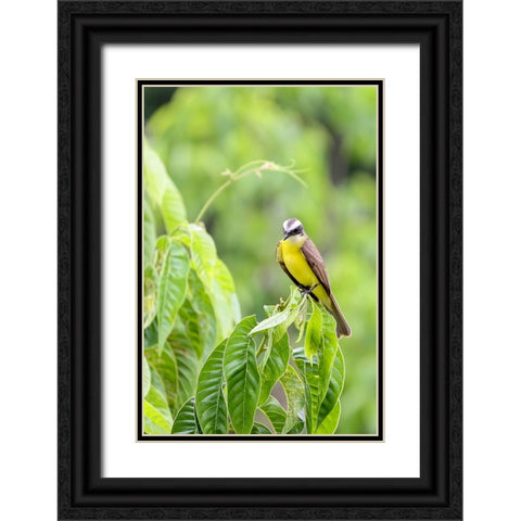 Belize-Central America-Tropical Kingbird Black Ornate Wood Framed Art Print with Double Matting by Norring, Tom