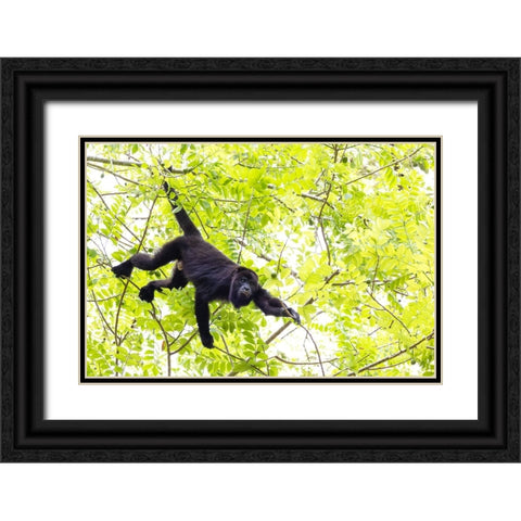 Belize-Central America-Howler Monkey-Their howling can travel up to 5 km in the dense tropical fore Black Ornate Wood Framed Art Print with Double Matting by Norring, Tom