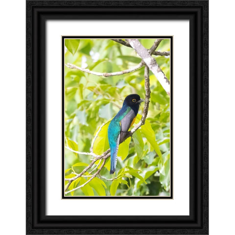 Belize-Central America-Gartered Trogon with iridescent bluish back Black Ornate Wood Framed Art Print with Double Matting by Norring, Tom