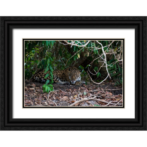 Jaguar-Pantanal-Mato Grosso-Brazil Black Ornate Wood Framed Art Print with Double Matting by Pitamitz, Sergio