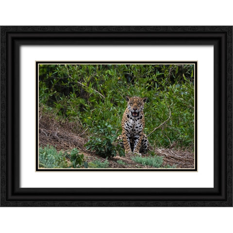 A jaguar-Panthera onca-standing Black Ornate Wood Framed Art Print with Double Matting by Pitamitz, Sergio