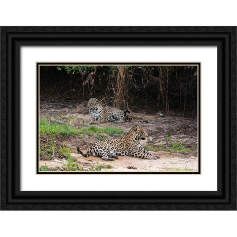 A pair of mating jaguars-Panthera onca-resting on the beach Black Ornate Wood Framed Art Print with Double Matting by Pitamitz, Sergio