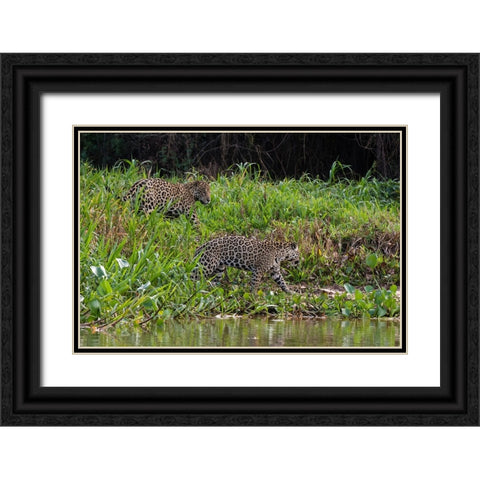 Jaguar-Pantanal-Mato Grosso-Brazil Black Ornate Wood Framed Art Print with Double Matting by Pitamitz, Sergio