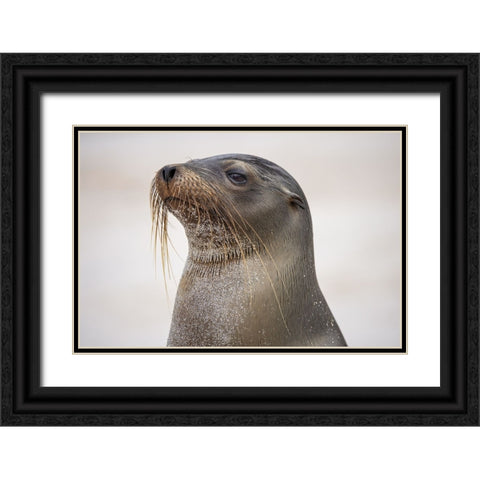 Galapagos sea lion-San Cristobal Island-Galapagos Islands-Ecuador Black Ornate Wood Framed Art Print with Double Matting by Jones, Adam