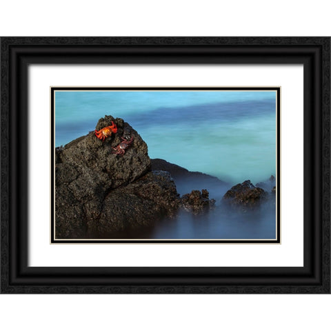 Sally lightfoot crab San Cristobal Island-Galapagos Islands-Ecuador Black Ornate Wood Framed Art Print with Double Matting by Jones, Adam