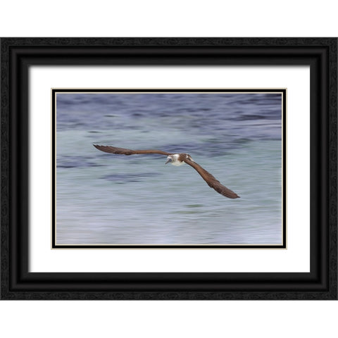 Blue-footed booby diving for fish-San Cristobal Island-Galapagos Islands-Ecuador Black Ornate Wood Framed Art Print with Double Matting by Jones, Adam