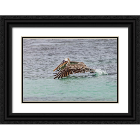 Brown pelican taking off from water-San Cristobal Island-Galapagos Islands-Ecuador Black Ornate Wood Framed Art Print with Double Matting by Jones, Adam