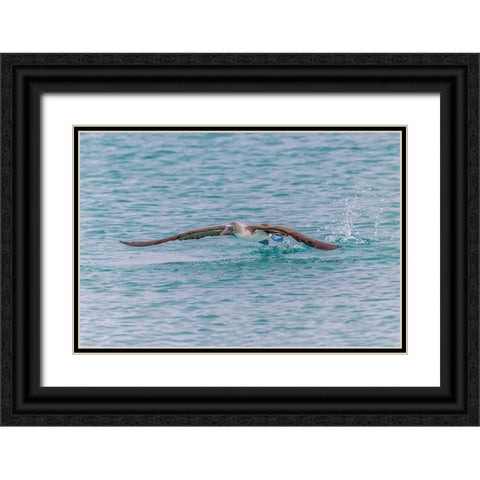 Blue-footed booby diving for fish-San Cristobal Island-Galapagos Islands-Ecuador Black Ornate Wood Framed Art Print with Double Matting by Jones, Adam