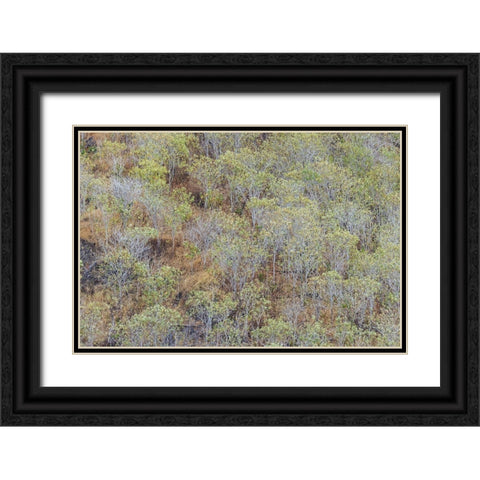 Hillside of palo Santo trees San Cristobal Island-Galapagos Islands-Ecuador Black Ornate Wood Framed Art Print with Double Matting by Jones, Adam