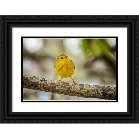 Yellow warbler San Cristobal Island-Galapagos Islands-Ecuador Black Ornate Wood Framed Art Print with Double Matting by Jones, Adam