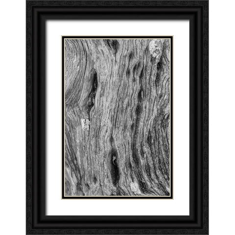 Pattern in dead tree-San Cristobal Island-Galapagos Islands-Ecuador Black Ornate Wood Framed Art Print with Double Matting by Jones, Adam
