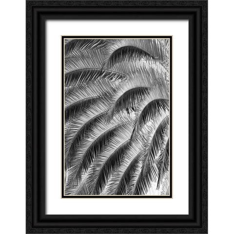 Black and White Pattern in branches of palm tree-Quito-Ecuador Black Ornate Wood Framed Art Print with Double Matting by Jones, Adam