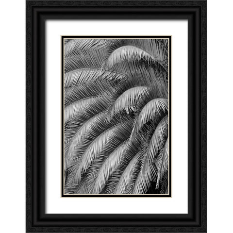Black and White Pattern in branches of palm tree-Quito-Ecuador Black Ornate Wood Framed Art Print with Double Matting by Jones, Adam